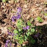 Phacelia bipinnatifida Flor