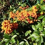 Pyracantha coccinea Fruit