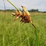 Carex vesicaria Fruto