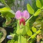 Lathyrus oleraceusКветка