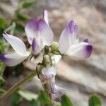 Astragalus alpinus 花