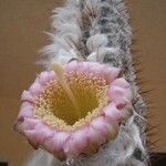 Pilosocereus leucocephalus Flower