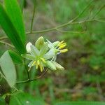 Geitonoplesium cymosum Flor