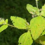 Croton hirtus Leaf