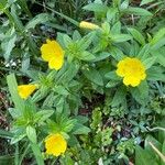 Oenothera fruticosaFlower