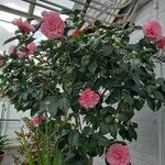 Camellia japonica आदत