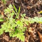 Chaerophyllum tainturieri Blad