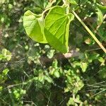 Pentarrhinum insipidum Blatt