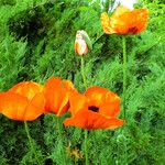 Papaver orientale Flor
