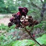 Rubus questieri Frukt