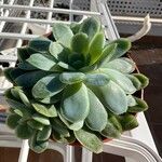 Echeveria elegans पत्ता