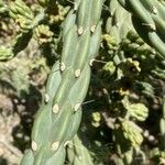 Cylindropuntia imbricata 葉