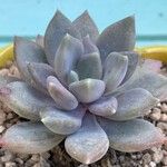 Pachyphytum kimnachii Leaf