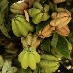 Diospyros whyteana Fruto