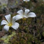 Minuartia laricifolia Flower