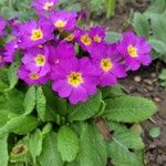 Primula vulgarisFlors