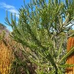 Banksia ericifolia Feuille