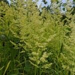 Agrostis gigantea Ліст