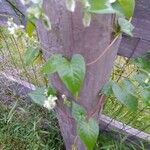 Fallopia scandens Levél