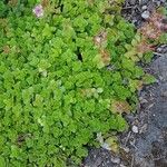 Sedum glaucophyllum Blatt