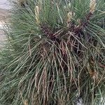 Pinus nigra पत्ता