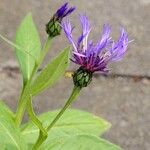 Centaurea montana 整株植物