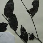 Guatteria schomburgkiana Altul/Alta