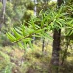 Podocarpus totara Liść