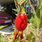 Solanum aethiopicum Fruit