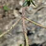 Helianthemum oelandicum Bark