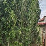 Phyllostachys nigra List