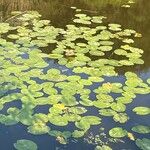 Nuphar pumila Feuille