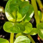 Rotala rotundifolia Leaf