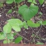 Dioscorea tokoro Levél