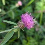 Centaurea decipiens Квітка