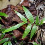 Oplismenus undulatifolius Lapas