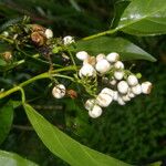 Chiococca alba Fruit