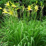 Hemerocallis citrina Hàbitat