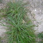 Plantago maritima ശീലം