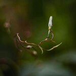 Xenostegia tridentata Blomst