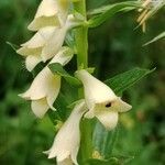 Digitalis lutea Цвят