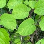 Aralia racemosa Levél