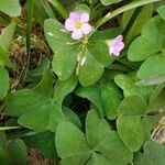 Oxalis latifoliaЦветок