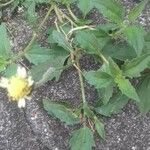 Tridax procumbens Лист