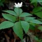 Anemonoides trifolia Blad