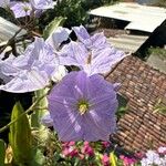 Solanum wendlandii Flower