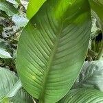 Dieffenbachia tonduzii Leaf