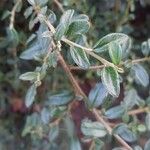 Cotoneaster microphyllus Blatt