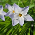 Ipheion uniflorum Flor