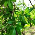Cordia americana Leaf